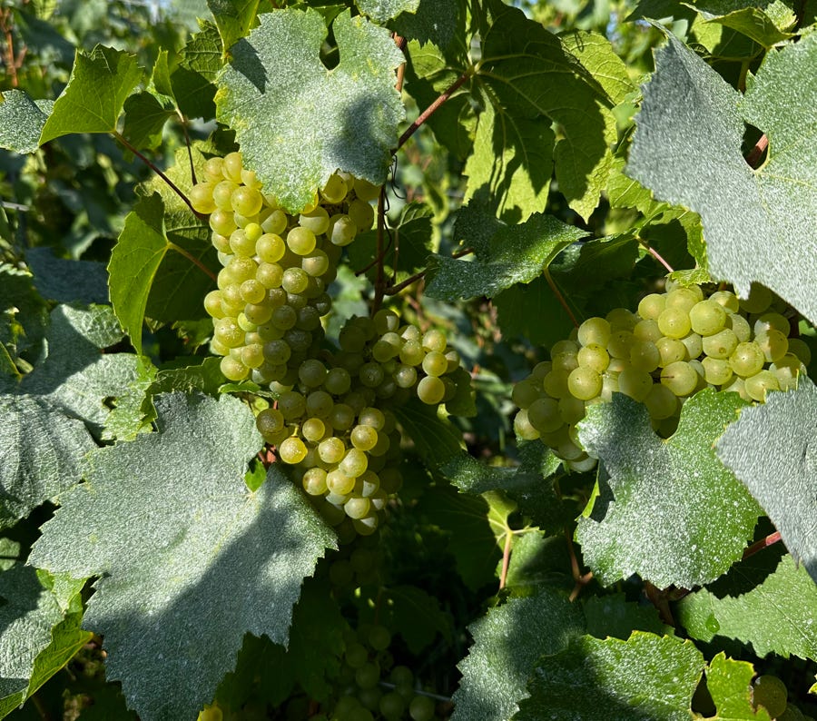 Fruits Ronds Verts Sur Une Surface Blanche
